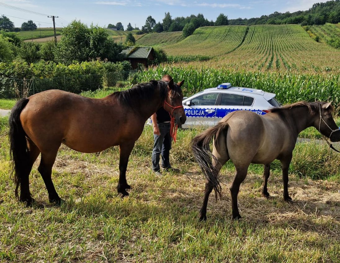 Policjanci Zabezpieczają Uciekające Konie na Drodze Wojewódzkiej.